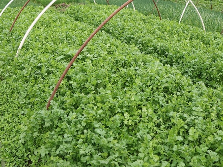 山地订单蔬菜